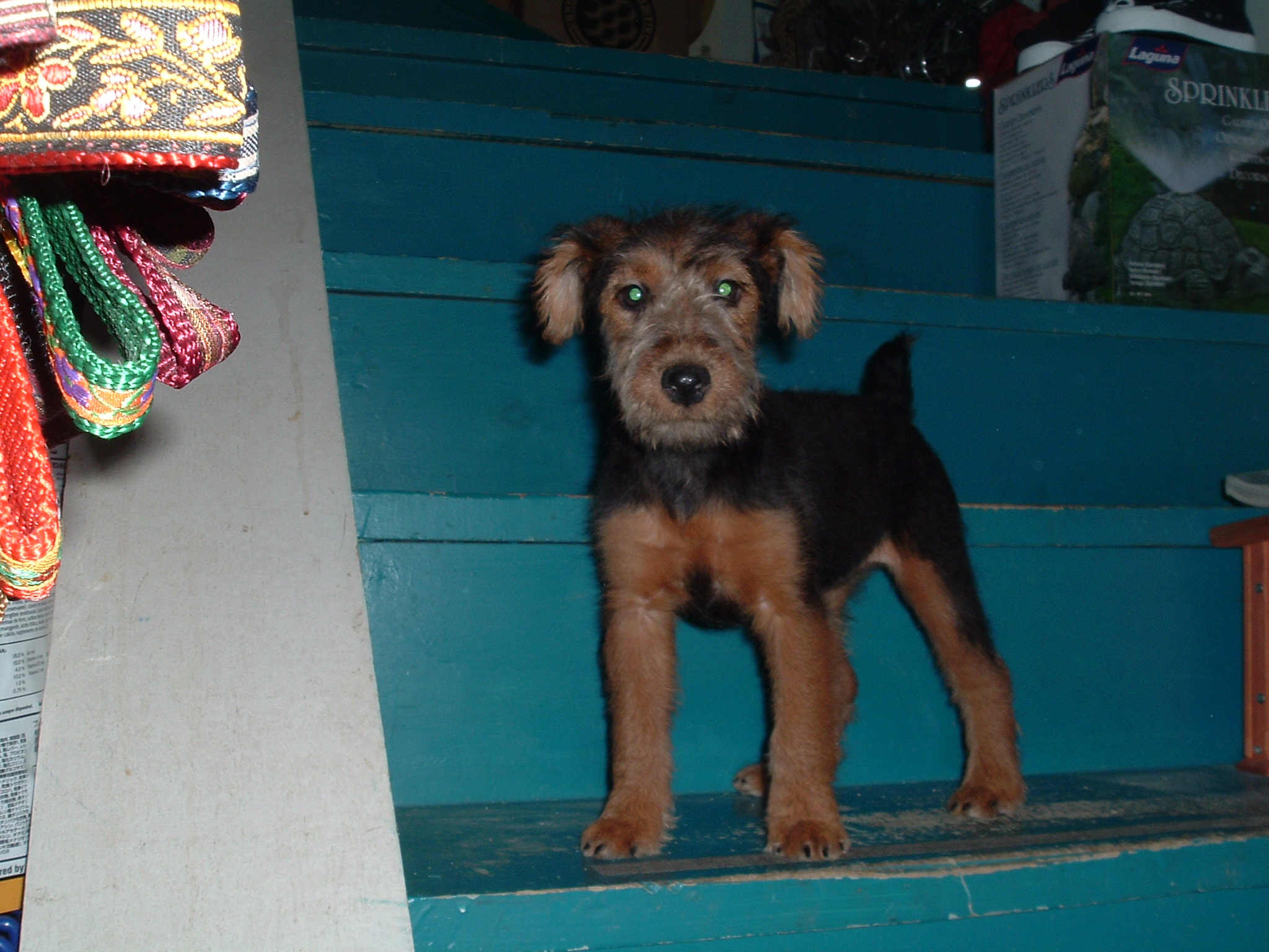 Welsh Terrier